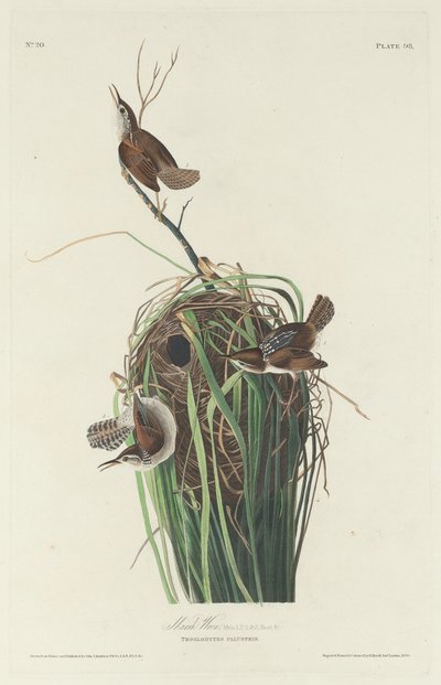 Carriça do pântano de Robert Havell after John James Audubon