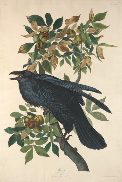 Raven de Robert Havell after John James Audubon