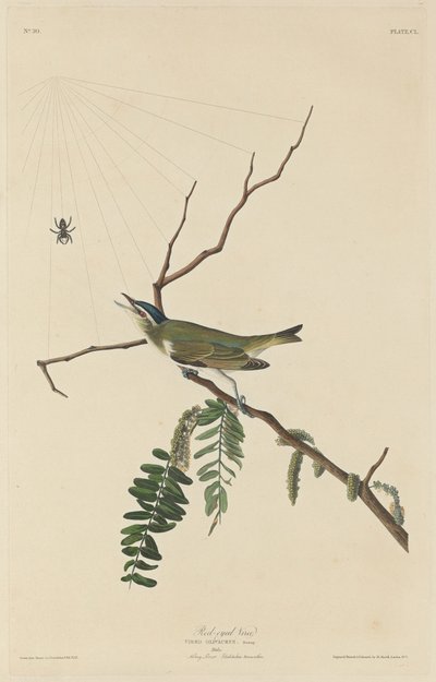 Viro de Olhos Vermelhos de Robert Havell after John James Audubon