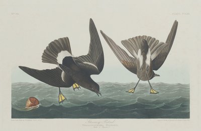Petrel Tempestuoso de Robert Havell after John James Audubon