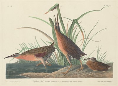 Trilho da Virgínia de Robert Havell after John James Audubon