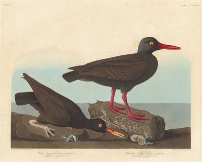 Oyster-catcher de pernas brancas e oyster-catcher de bico fino de Robert Havell after John James Audubon