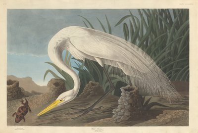 Garça Branca de Robert Havell after John James Audubon