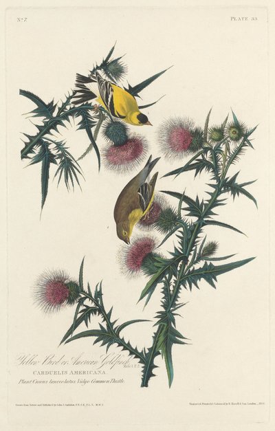 Pássaro amarelo ou pintassilgo americano de Robert Havell after John James Audubon