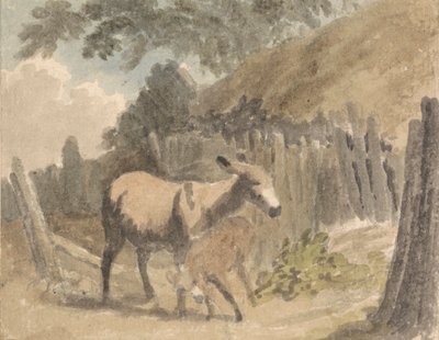 Um burro e um potro de Robert Hills