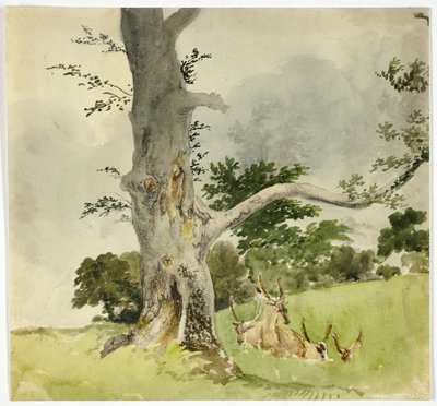 Família de veados debaixo de uma árvore de Robert Hills