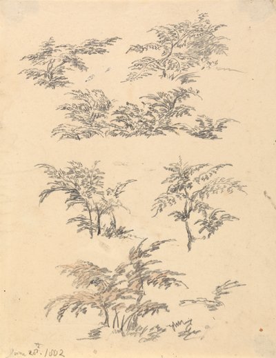 Estudo de Bracken de Robert Hills