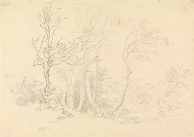 Estudo de uma azinheira de Robert Hills