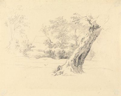 Estudo das árvores de Robert Hills