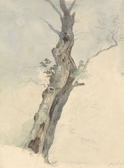 Estudo das árvores de Robert Hills