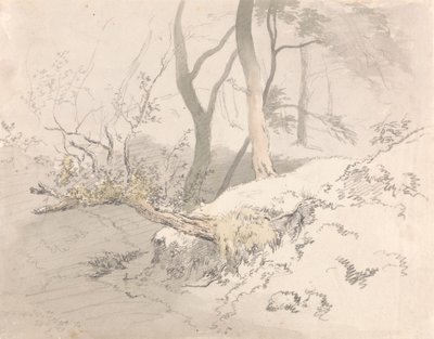 Sombra da floresta de Robert Hills