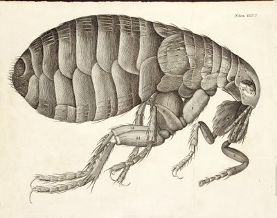 Seção transversal de uma pulga de Micrographia, pub. 1665 de Robert Hooke