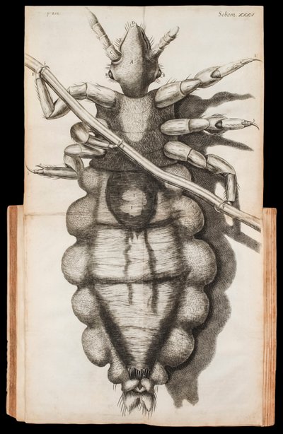 Ilustração dobrada de um piolho num fio de cabelo de 