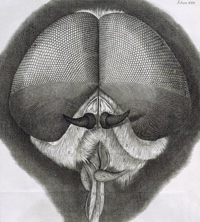 Mosca-zangão cinza, observação XXXIX de Hookes Micrographia, 1664 de Robert Hooke