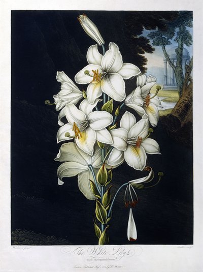O lírio branco de Robert John (after) Thornton