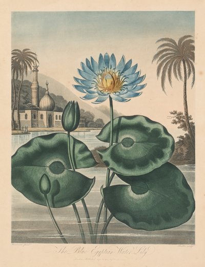 O Templo da Flora, ou Jardim da Natureza: Nenúfar Egípcio Azul de Robert John Thornton