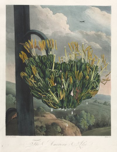 O Templo da Flora, ou Jardim da Natureza: The American Aloe, 1807. de Robert John Thornton