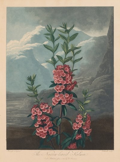 O Templo da Flora, ou Jardim da Natureza: Kalmia de Folhas Estreitas, Laurel da Montanha de Robert John Thornton