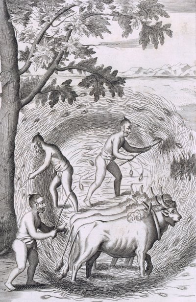 A maneira de trilhar seu arroz, do pub An Historical Relation of the Island Ceilão. Gravura 1681 de Robert Knox
