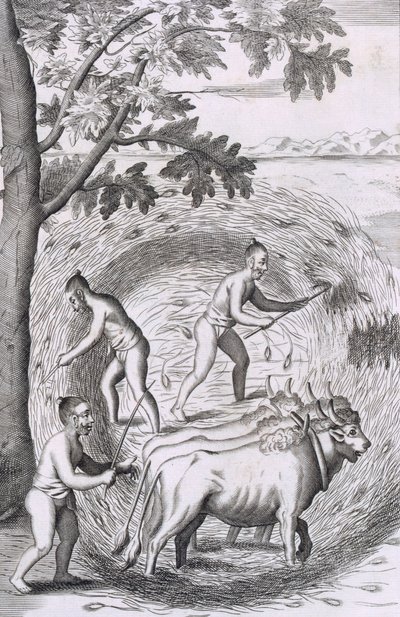 A maneira de pisar o arroz, pub. 1681. de Robert Knox