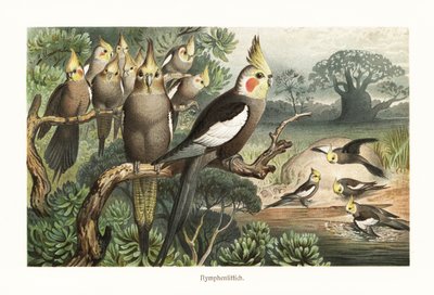 Bando de cockatiels, Nymphicus hollandicus, num buraco de água. 1882 (cromolitografia) de Robert Kretschmer