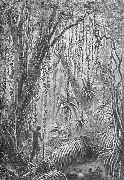Floresta Brasileira, c1885 1890 de Robert Taylor Pritchett