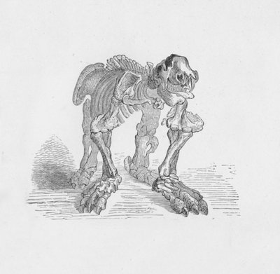 Esqueleto do Megatherium, c1885, 1890 de Robert Taylor Pritchett