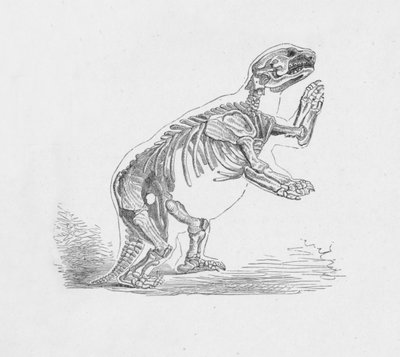 Esqueleto do Mylodon Darwinii, c1885, 1890 de Robert Taylor Pritchett