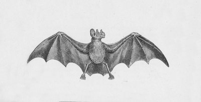 Morcego-vampiro, c1885, 1890 de Robert Taylor Pritchett