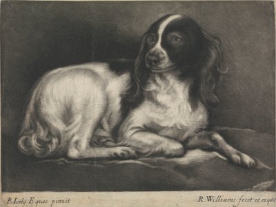 Um Spaniel de Robert Williams