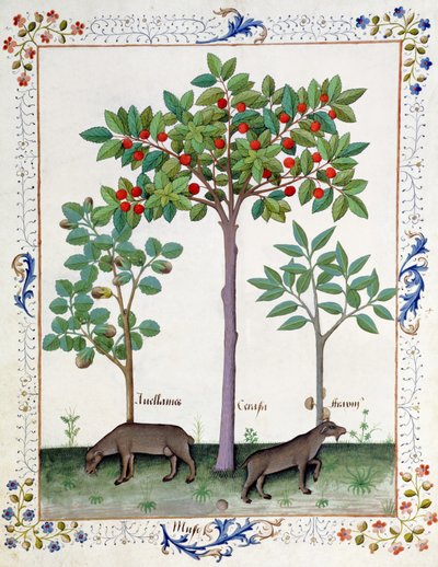 Avelã Bush (esquerda) e Cerejeira (centro), Ilustração do Livro de Medicamentos Simples de Mattheaus Platearius 162r de Robinet Testard