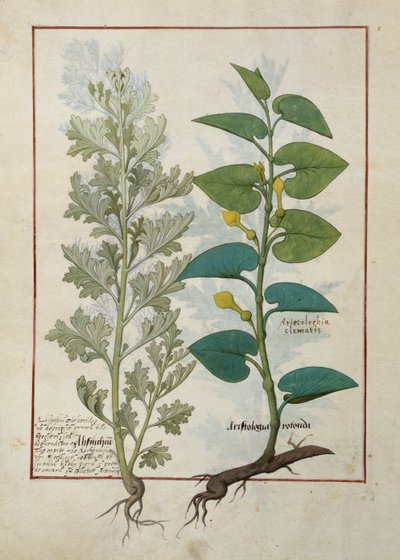 Ilustração do livro de medicamentos simples de Mattheaus Platearius de Robinet Testard