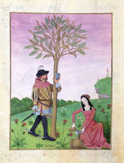 Alfazema, Hellebore, e um parente da família do pepino, ilustração do livro de medicinas simples por Mattheaus Platearius 131r de Robinet Testard