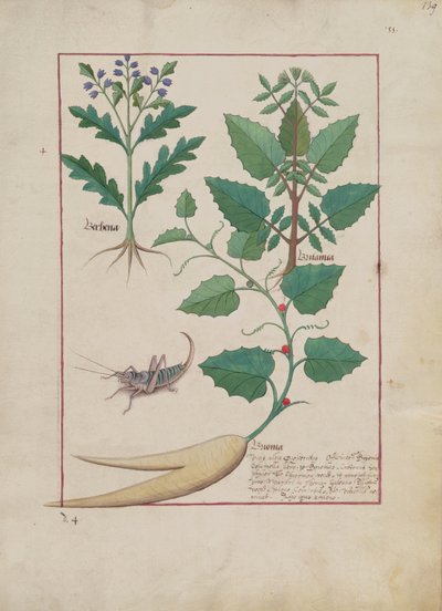 Sra. Fv VI  1 fol.139r Ilustração do Livro de Medicamentos Simples de Mattheaus Platearius (dc1161) c.1470 de Robinet Testard
