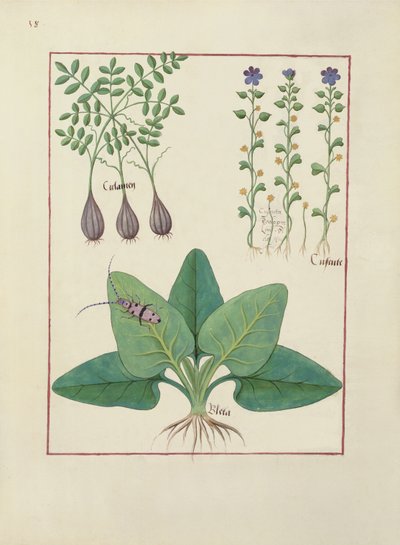 Sra. Fv VI  1 fol. Ilustração do livro de medicamentos simples de Mattheaus Platearius (dc1161) c.1470 de Robinet Testard