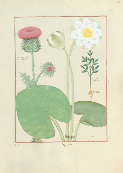 Cardo plumed, nenúfar e mamona, ilustração do livro de medicamentos simples, por Mattheaus Platearius de Robinet Testard