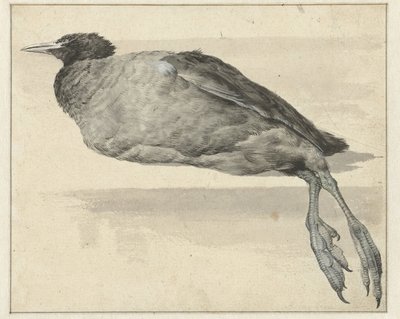 galeirão morto de Rochus van Veen