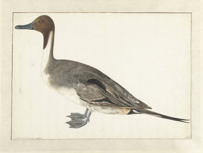 Drake Pintail de Rochus van Veen