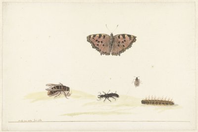 Folha de estudo com diferentes insectos de Rochus van Veen