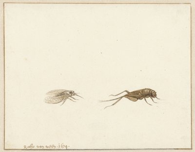 Dois insetos de Rochus van Veen