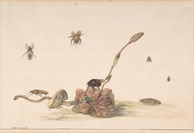 Vários insetos por um fungo, 1681. de Rochus van Veen