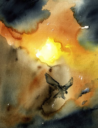 Águia a planar ao pôr-do-sol de RodMacIver