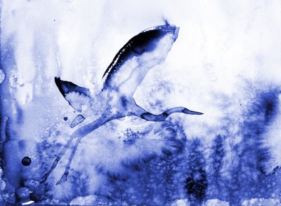 Garça-azul graciosa de RodMacIver