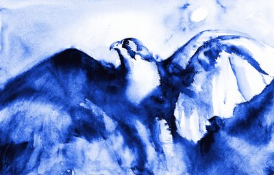 Falcão-azul em voo de RodMacIver