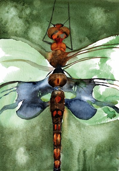 Libélula em aquarela vibrante de RodMacIver