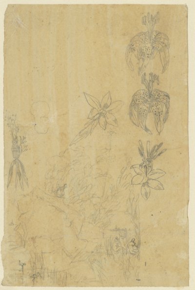 Estudos de flores e mulheres de banho de Rodolphe Bresdin