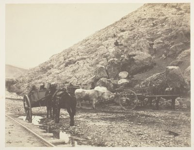 Gado e carroças, saindo de Balaclava, 1855. de Roger Fenton
