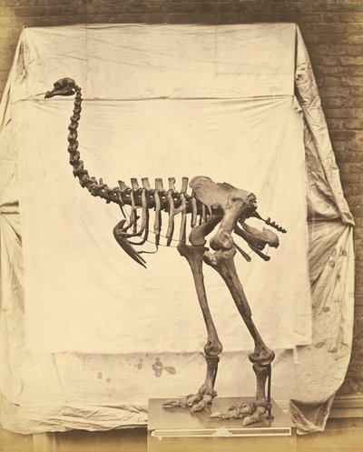 Dinossauro Dinornis Elephantopus de Roger Fenton