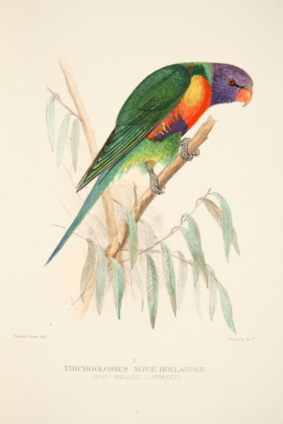 Lorikeet de barriga azul, pub. Gravura colorida à mão de 1916. de Roland Green