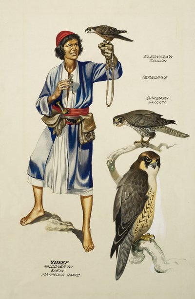 Yusef, Falconer to Sheik Mahmoud Hafiz (guache sobre papel) de Ron Embleton